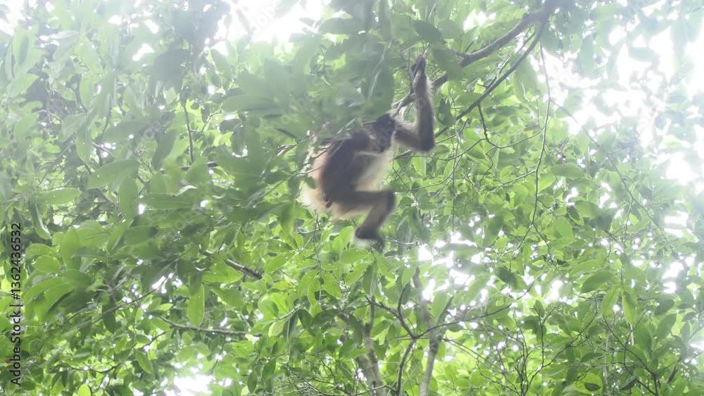 Spider Monkey on a tree Ateles geoffroyi vellerosus in Quintana Roo Punta Laguna Nature Reserve Mexico rainforest 