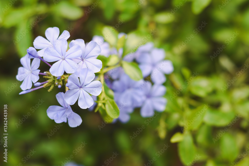 Plumbago auriculata beautiful purple flowers in the garden Plumbago auriculata beautiful purple flowers in the garden