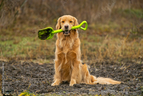 A golden retriever holds a shovel in the garden.