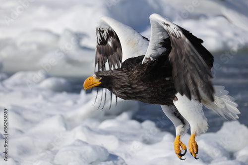 Steller's sea eagle (Haliaeetus pelagicus), also known as the Pacific sea eagle or white-shouldered eagle, is a very large diurnal bird of prey in the family Accipitridae.