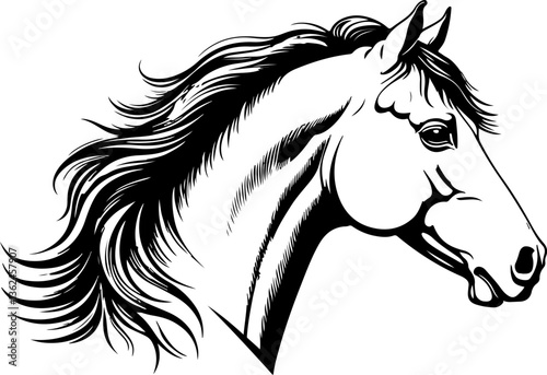 horse silhouette isolated on white