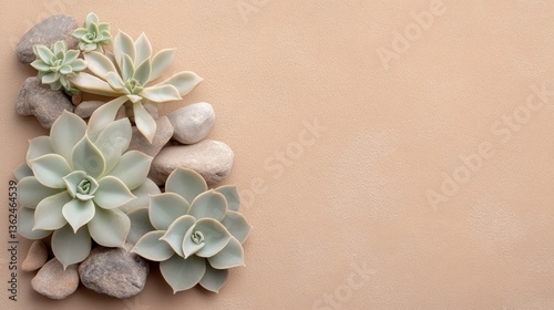 Group of small plants and succulents growing on a wall and rocky plots in wide-angle view