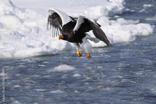 Steller's sea eagle (Haliaeetus pelagicus), also known as the Pacific sea eagle or white-shouldered eagle, is a very large diurnal bird of prey in the family Accipitridae.