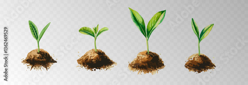 Watercolor PNG set of growing green plants. Infographic elements for planting, tree growth, agriculture, environmental conservation, and reforestation concepts.