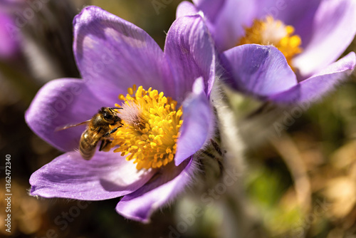 Close-up honey bee pollinates blooming greater pasque flower pulsatilla grandis plants sunny spring day natural area Hustopece Czech Republic photo