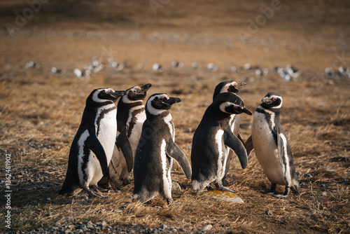 penguins on the rocks in isla magdalena patagonia