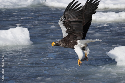 Steller's sea eagle (Haliaeetus pelagicus), also known as the Pacific sea eagle or white-shouldered eagle, is a very large diurnal bird of prey in the family Accipitridae.