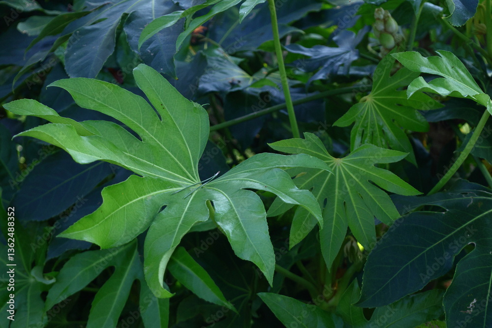 Obraz premium 葉が天狗の団扇