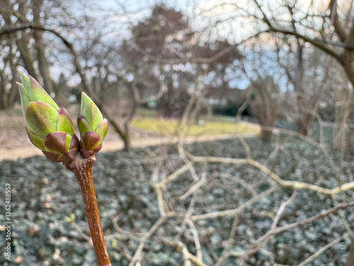 Фотография Close-up of a young bud of a plant preparing for budding in spring
