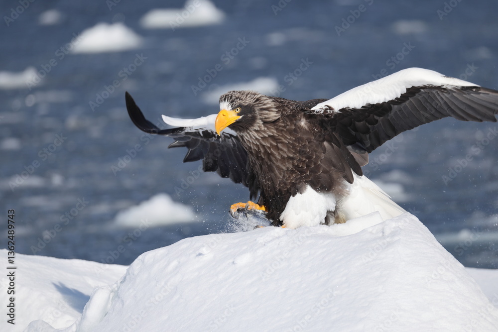 Steller's sea eagle (Haliaeetus pelagicus), also known as the Pacific sea eagle or white-shouldered eagle, is a very large diurnal bird of prey in the family Accipitridae. Steller's sea eagle (Haliaeetus pelagicus), also known as the Pacific sea eagle or white-shouldered eagle, is a very large diurnal bird of prey in the family Accipitridae.
