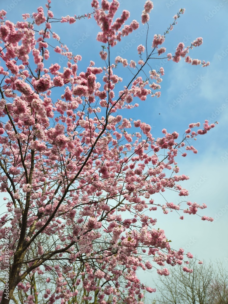 Spring cherry blossom in Netherlands. Beautiful branch of pink cherry flowers in spring. Cherry blossoms closeup pink blooms in spring.Pink trumpet tree blooming in the park, ornamental flower. Spring cherry blossom in Netherlands. Beautiful branch of pink cherry flowers in spring. Cherry blossoms closeup pink blooms in spring.Pink trumpet tree blooming in the park, ornamental flower.