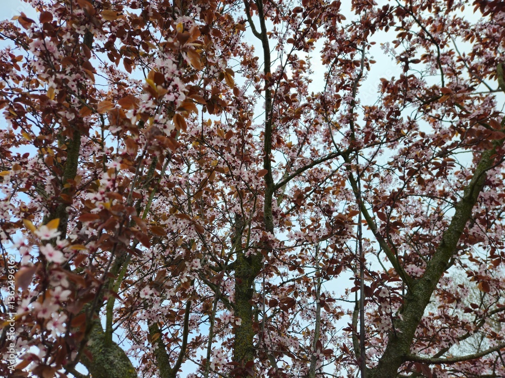 Obraz premium Spring cherry blossom in Netherlands. Beautiful branch of pink cherry flowers in spring. Cherry blossoms closeup pink blooms in spring.Pink trumpet tree blooming in the park, ornamental flower.