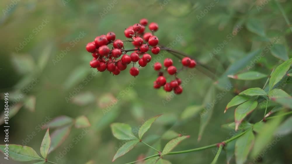 Close-Up of Vibrant Red Spring Berries in Blooming Season, Fresh and Beautiful High-Quality Footage