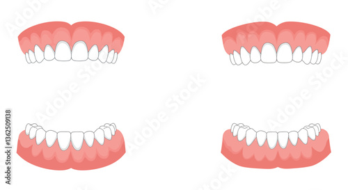 Detailed illustration of upper and lower teeth in flat vector art style