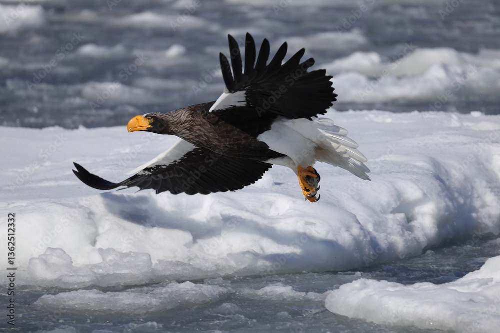 Steller's sea eagle (Haliaeetus pelagicus), also known as the Pacific sea eagle or white-shouldered eagle, is a very large diurnal bird of prey in the family Accipitridae. Steller's sea eagle (Haliaeetus pelagicus), also known as the Pacific sea eagle or white-shouldered eagle, is a very large diurnal bird of prey in the family Accipitridae.