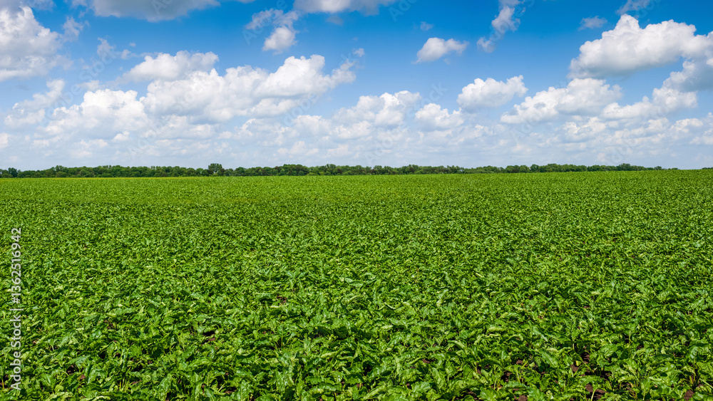 green sugar beet field under a blue sky with clouds, agricultural landscapes green sugar beet field under a blue sky with clouds, agricultural landscapes