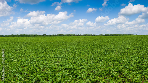 green sugar beet field under a blue sky with clouds, agricultural landscapes