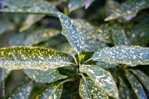 The variegated leaves of laurel aucuba in a Japanese garden. Green background of plant photo