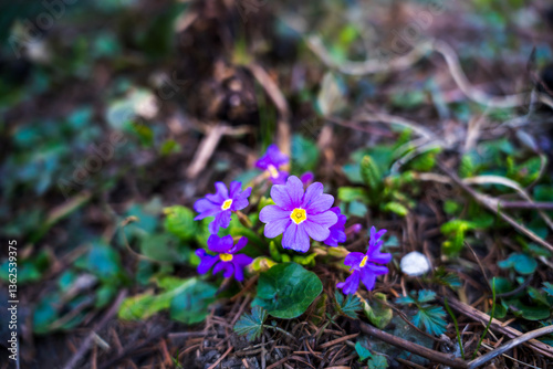 Wild purple primroses blooming in a spring park . spring flowers
