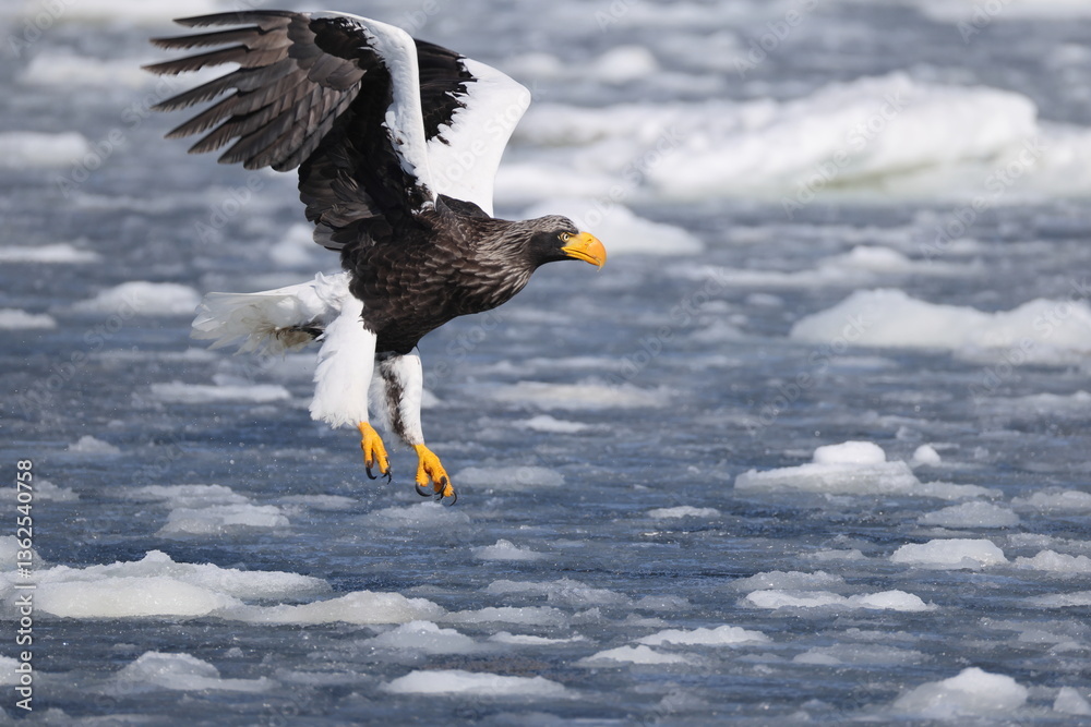 Steller's sea eagle (Haliaeetus pelagicus), also known as the Pacific sea eagle or white-shouldered eagle, is a very large diurnal bird of prey in the family Accipitridae. Steller's sea eagle (Haliaeetus pelagicus), also known as the Pacific sea eagle or white-shouldered eagle, is a very large diurnal bird of prey in the family Accipitridae.