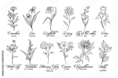 Set of flower line art vector illustrations. Carnation, daffodil, daisy, lilies, gladiolus, chrysanthemum, cosmos, holly hand drawn black ink sketch. Birth month flowers for jewelry, tattoo, logo.