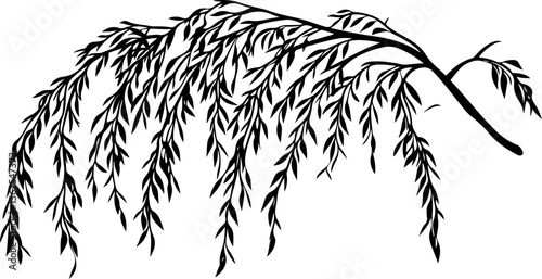 Silhouette of a Willow Branch with Leaves