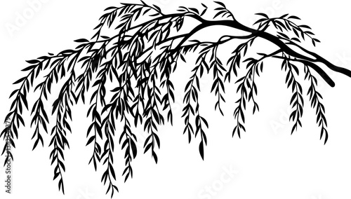 Silhouette of a Willow Branch with Leaves