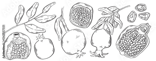 Pomegranate fruit vector sketch illustration. Brush style hand drawn food for menu and decoration clip art. Sketch Garnet ripe fruits and leaves on a branch, isolated engraved sign.