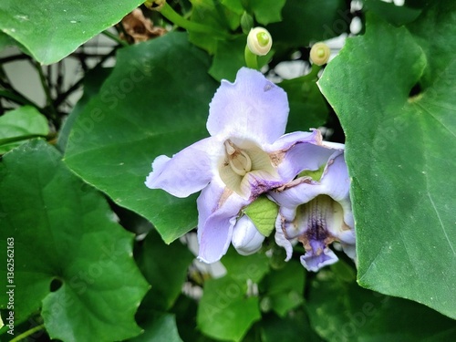 a beautiful flower blooms amidst the green leaves