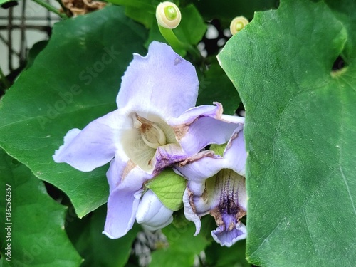 a beautiful flower blooms amidst the green leaves