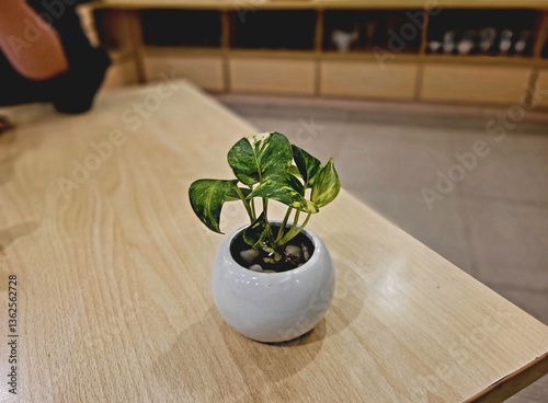 a picture of a small decorative plant on a wooden table