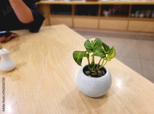 a picture of a small decorative plant on a wooden table