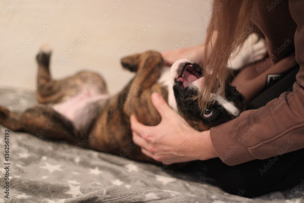 funny cute little brindle boxer puppy with white marks is posing inside in studio funny cute little brindle boxer puppy with white marks is posing inside in studio