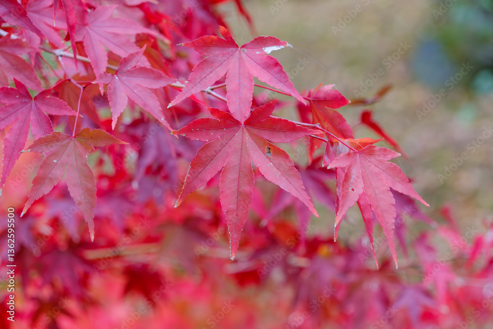 紅葉したもみじの葉のクローズアップ 紅葉したもみじの葉のクローズアップ