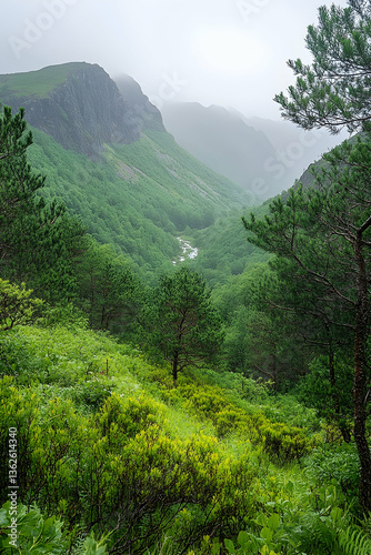 Lush valley under moody sky, dense green foliage and towering peaks