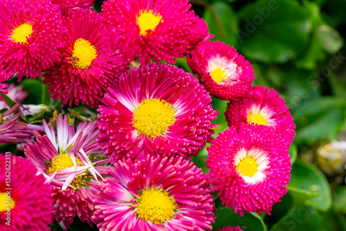 Bellis perennis, the daisy, is a European species of the family Asteraceae, often considered the archetypal species of the name daisy. To distinguish this species from other plants known as daisies, i photo