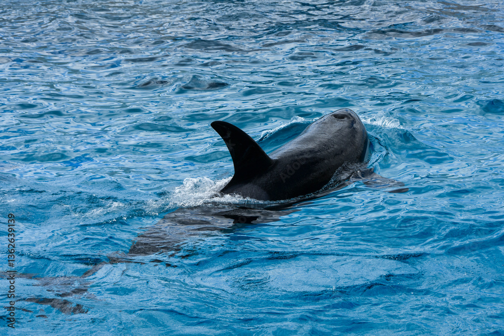 Obraz premium 水中を泳ぐシャチ