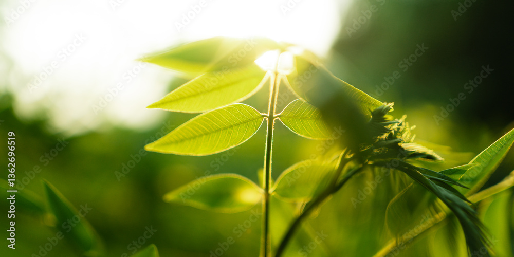Fototapeta premium Spring green leaves with natural morning light