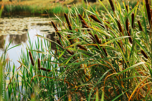 close up of cattail near the pond