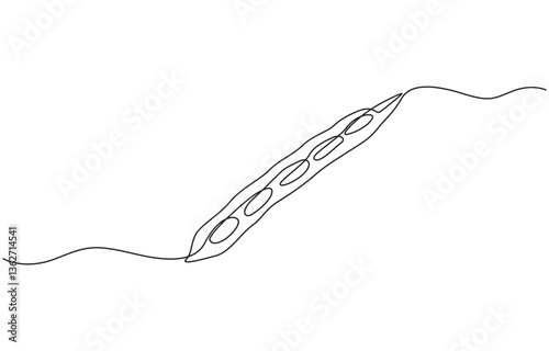 Fava beans continuous one line art drawing organic fava beans, One continuous line art drawing with lettering organic fava beans, pro vector illustration isolated on white background.