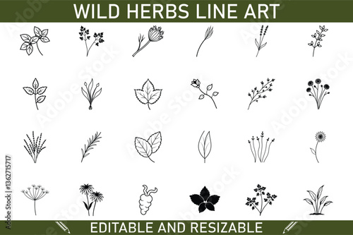 Editable Wild Herbs Line Art Botanical Illustrations, Resizable, Vector Graphics