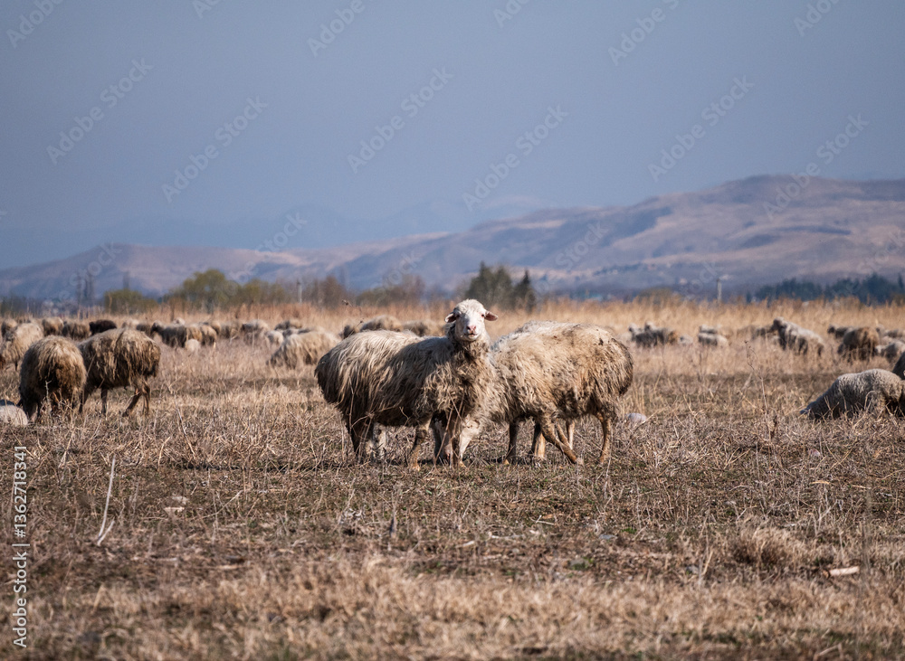 Obraz premium Sheep grazing in an open field under a clear sky