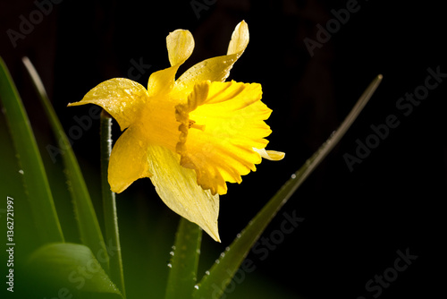 a daffodil on a black background photo