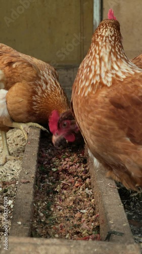 Red healthy hens chickens on an organic chicken poultry in the village pecking the food, rural scene.