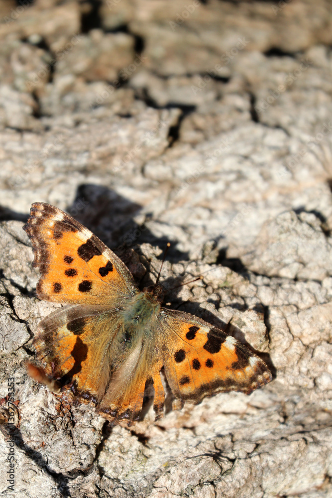 butterfly on tree butterfly on tree