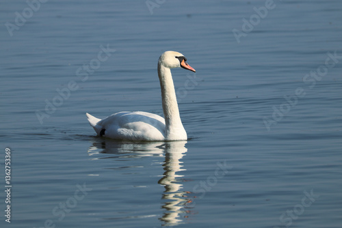 Fototapeta Naklejka Na Ścianę i Meble -  swan on the lake