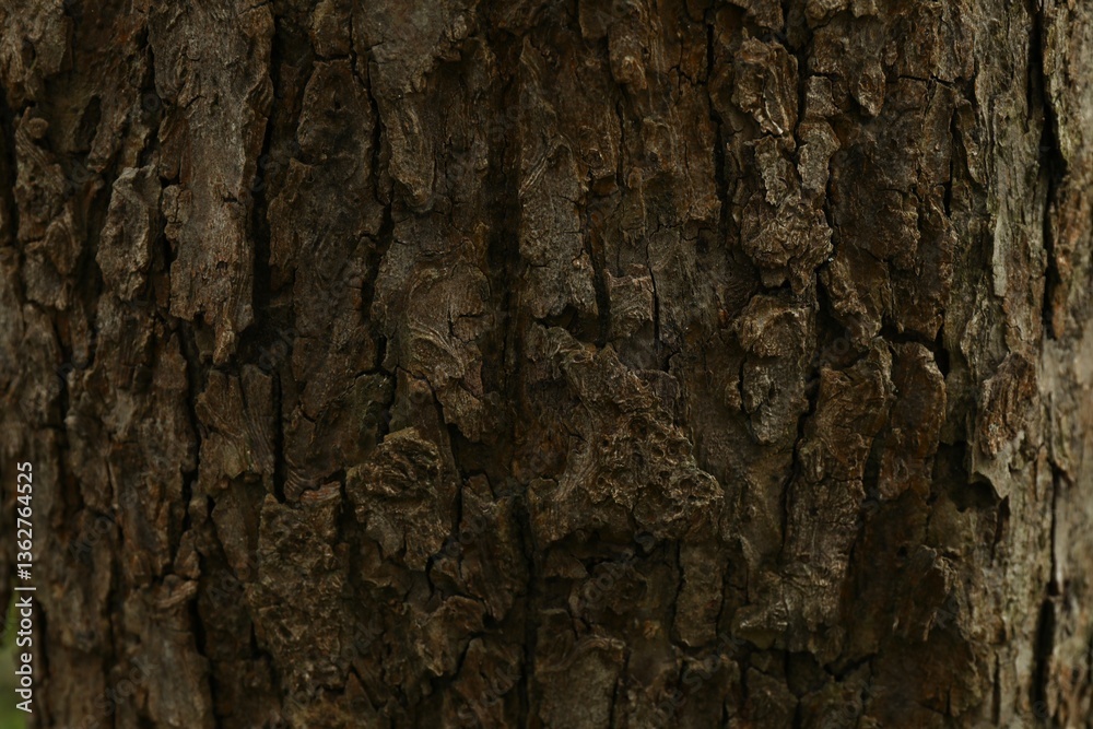 Tree bark background, close up view Tree bark background, close up view