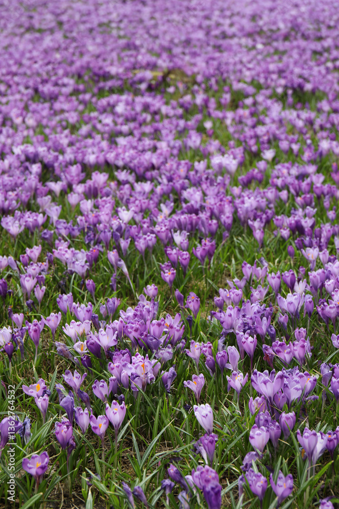Spring field with crocus flowers Spring field with crocus flowers