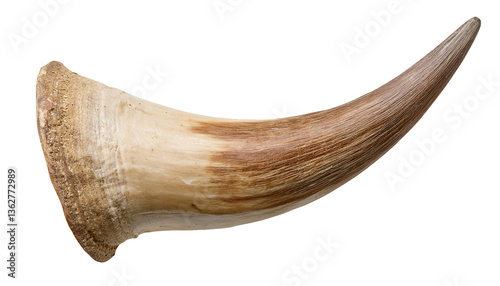 close-up of single curved cow horn with natural texture and detail on isolated background for wildlife and rustic concept
