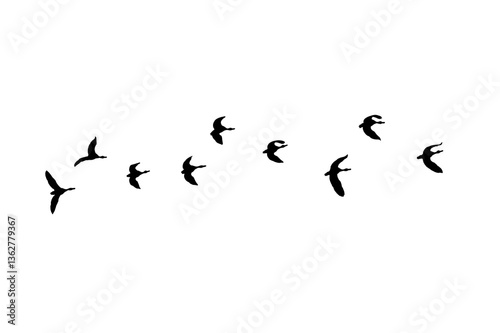 Bird sillhouette Flock black birds. Flocks of flying pigeons isolated on background. Save with clipping path. flying birds formation of pigeons many isolated for backgound PNG